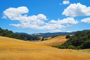 Obraz premium The countryside glows under the warm sunlight with golden wheat fields stretching as far as the eye can see