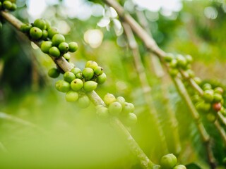 Closeup of dense coffee berries on the branches of coffee plants in a Lampung coffee plantation, Indonesia