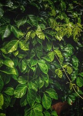 Emerald tree, a species of China doll