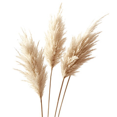 Fototapeta premium Dried Pampas Grass Branches Isolated on White Background