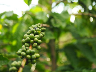 Closeup of dense coffee berries on the branches of coffee plants in a Lampung coffee plantation, Indonesia