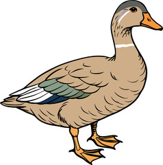 A Cartoon duck   vector art illustration