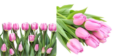 Obraz premium Pink tulips isolated on a white background. Generative AI.