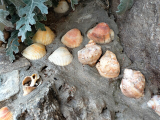 The Black Sea coast. Rock, shells, stones