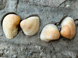 The Black Sea coast. Rock, shells, stones