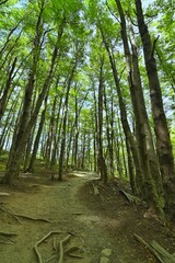 Verde como el bosque