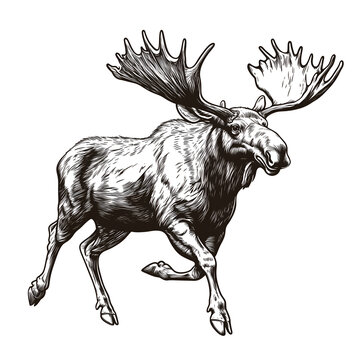 recommend clip art: Silhouette of  moose on white