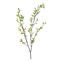 Fototapeta premium Elegant Willow Trees Surrounded by Serenity on transparent background