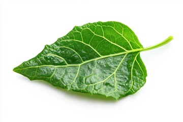 Obraz premium Fresh green lettuce leaf isolated on white background