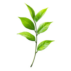Lush Green Tea Leaves Branch Isolated on White Background
