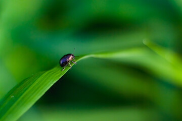 Leaf beetle insect Lepronota morbillosa with beautiful green background
