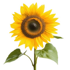 Obraz premium Beautiful Isolated Blooming Sunflower on White Background Perfect for Nature-Themed Designs and Illustrations and Transparent background.