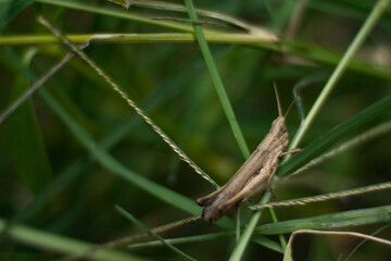 Brown grasshopper insect inside a green bush