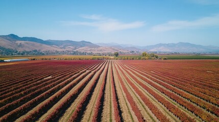 Vibrant autumn colors in Zokrema vineyards showcasing rows of grapevines under clear blue skies