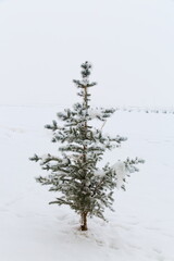 Pine tree covered with snow in frost