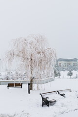 Willow tree covered with snow and frost in erzurum