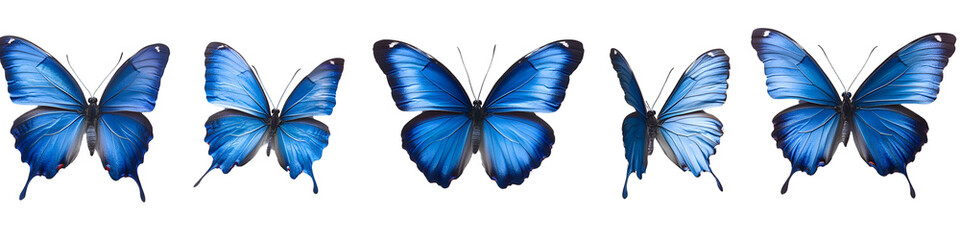Obraz premium Blue Morpho Butterflies Isolated on White Background