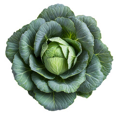 Fototapeta premium Green Cabbage Head Isolated on Transparent Background