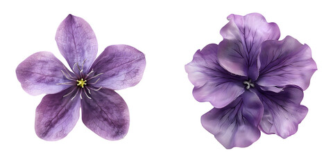 Purple Lilac Flower isolated on a white background. Generative AI.