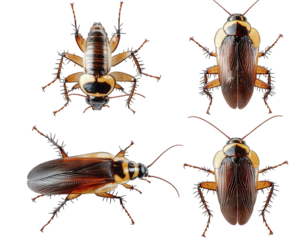 four views of a brown cockroach with yellow markings isolated on white the insect is shown from the top. bottom. and both sides