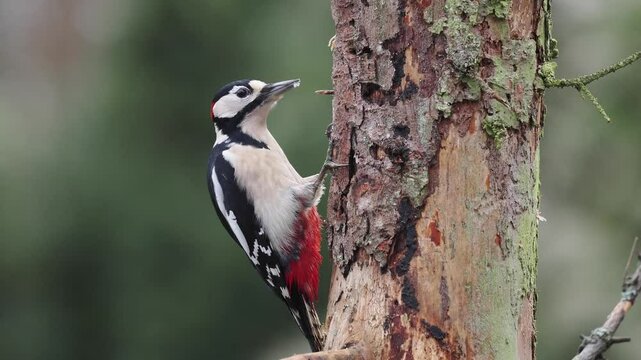 Buntspecht&nbsp;(Dendrocopos major)  