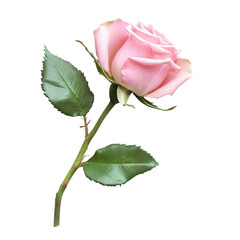 Stunning Close-Up of a Beautiful Pink Rose on a White Background for Floral Design Projects and Decor and Transparent background.