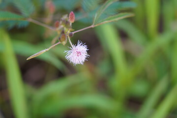 The Sensitive Plant (Mimosa pudica) is a fascinating tropical plant known for its unique ability to...