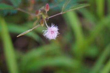 The Sensitive Plant (Mimosa pudica) is a fascinating tropical plant known for its unique ability to...