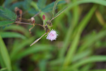 The Sensitive Plant (Mimosa pudica) is a fascinating tropical plant known for its unique ability to respond to touch. Its leaves fold inward and droop when disturbed, earning it nicknames like 