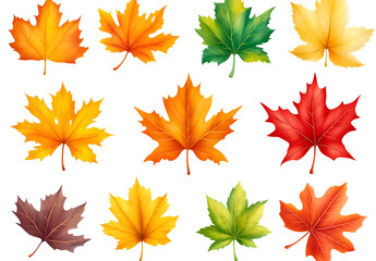 Fototapeta premium Autumn Maple Leaves Collection Isolated on White Background