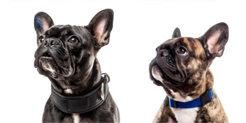 referee arbitrator umpire french bulldog dog blowing blue. Generative AI.