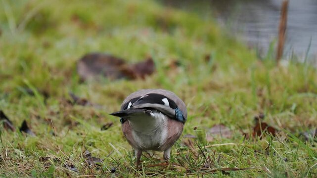 Eichelh&auml;her (Garrulus glandarius)   
