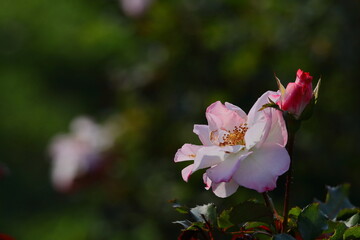 花の女王