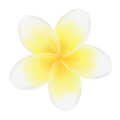 frangipani flower