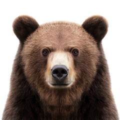 Obraz premium Brown Bear Portrait Isolated on White Background for Wildlife Conservation and Education Use and Transparent background.