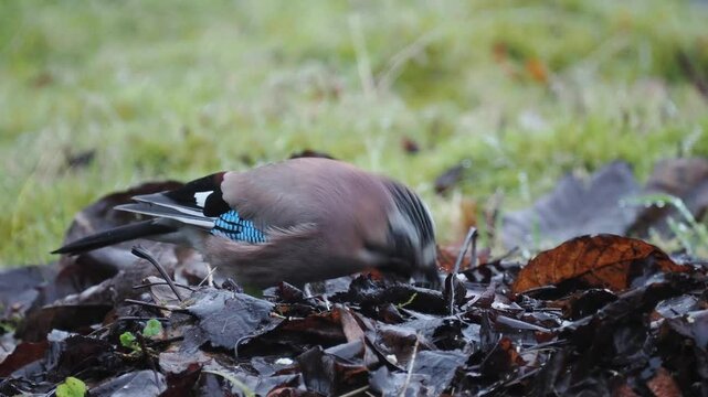 Eichelh&auml;her (Garrulus glandarius) 