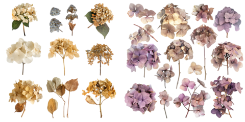 collection of delicate dry hydrangea flowers. Generative AI.