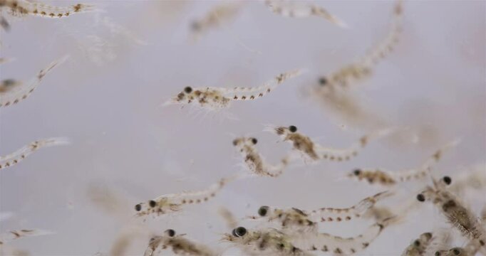 Colony crustacea mysida Mysis oculata close up, Mysidae family. Filter out small particles suspended in water. White sea
