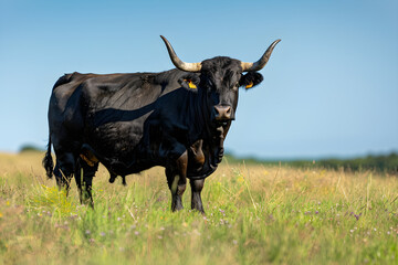 Majestic Bull Standing Dominantly in Open Field With Green Grass and Blue Sky
