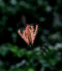red and Yellow grass