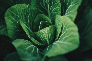 cabbage, close up vibrant green leaves natural texture
