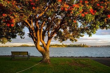 Pohutukawa trees in full bloom at sunset. Bayswater Marina. Auckland.