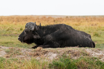 Steppenbüffel im Norden von Namibia in der freien Natur