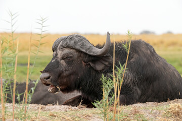 Steppenbüffel im Norden von Namibia in der freien Natur