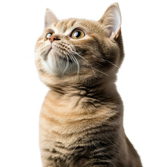 Obraz premium A close-up of a curious cat with a soft, tan coat and bright, expressive eyes, gazing upwards.