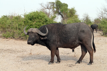 Fototapeta premium Steppenbüffel im Norden von Namibia in der freien Natur