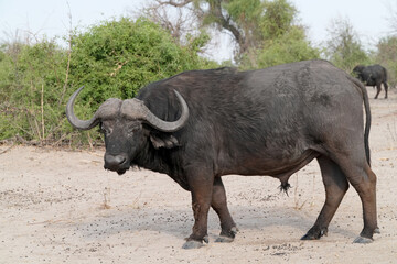 Fototapeta premium Steppenbüffel im Norden von Namibia in der freien Natur