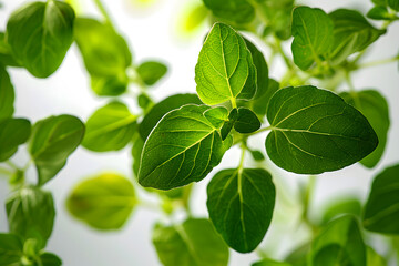 Fresh Basil and Oregano Leaves on While Background &ndash; Aromatic Herbs for Culinary and Natural Concepts, Food Blogs, Recipes, E-commerce, Cookbooks, Ads, Social Media, Health Websites, Spice Branding