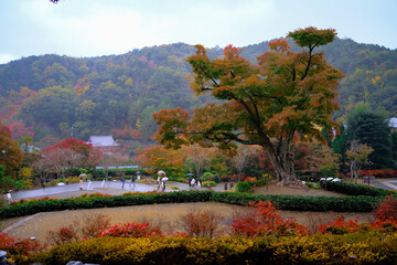 autumn in the park
