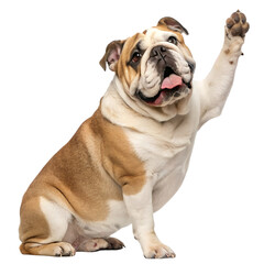 Obraz premium A bulldog sitting and raising one paw isolated on a transparent background